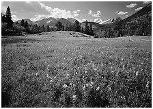 Wildflower carpet in meadow and mountain range. Rocky Mountain National Park, Colorado, USA. (black and white)
