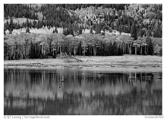 Aspen reflexions. Rocky Mountain National Park (black and white)