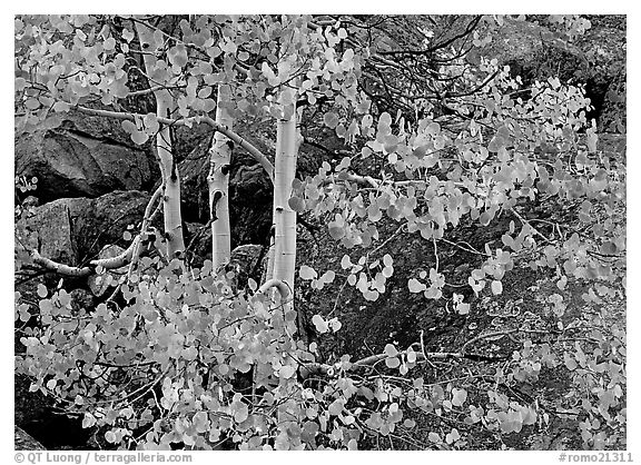 Colorful Aspen and boulders. Rocky Mountain National Park (black and white)