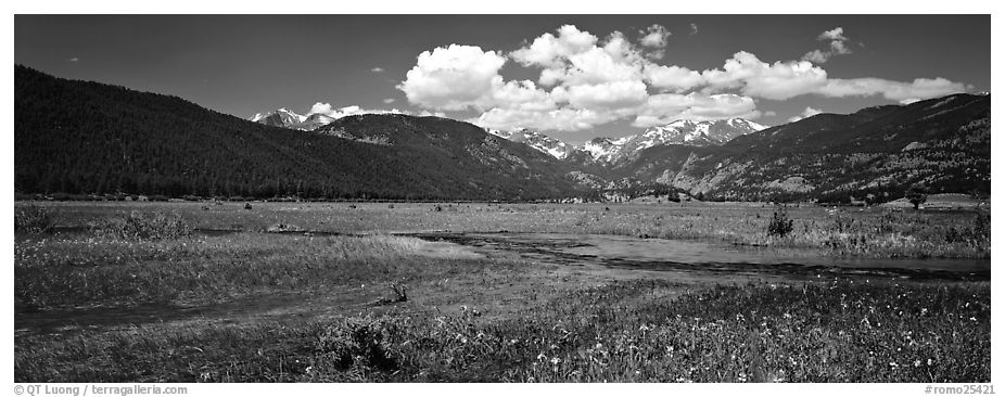 Summer wildflowers and stream in mountain meadow. Rocky Mountain National Park (black and white)