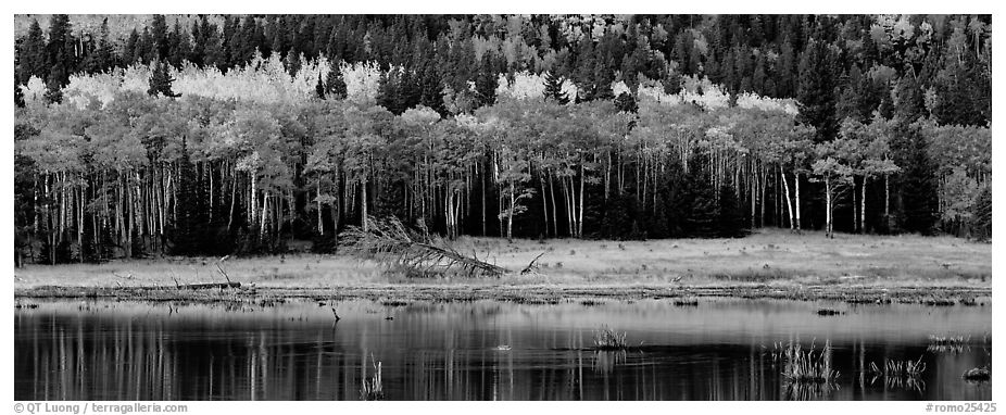 Aspens in autum foliage reflected in pond. Rocky Mountain National Park (black and white)