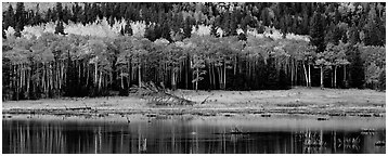 Aspens in autum foliage reflected in pond. Rocky Mountain National Park (Panoramic black and white)