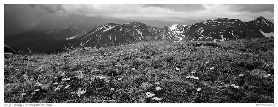 Wildflowers on high alpine meadows. Rocky Mountain National Park (black and white)