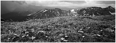 Wildflowers on high alpine meadows. Rocky Mountain National Park (Panoramic black and white)