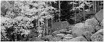 Fall scenery with yellow aspens and boulders. Rocky Mountain National Park (Panoramic black and white)