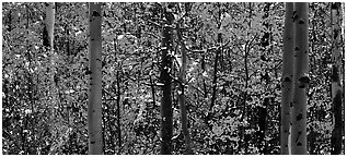 Aspen forest in autumn with a dusting of snow. Rocky Mountain National Park (Panoramic black and white)