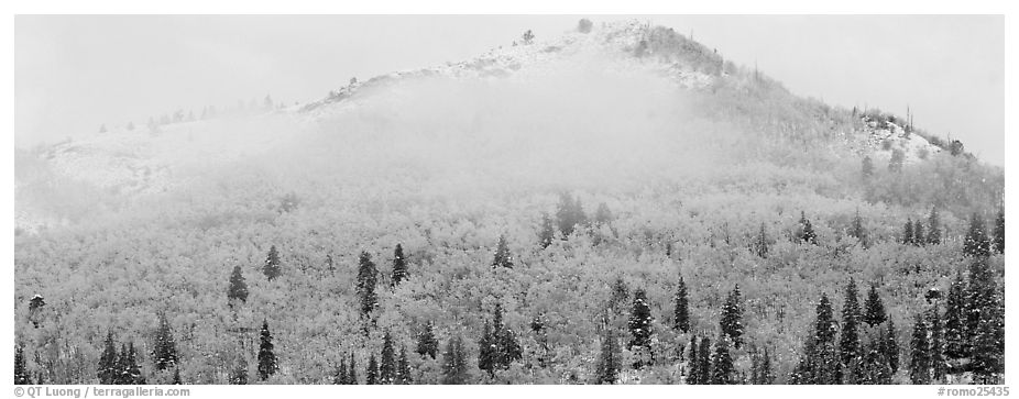 Forest with fall colors and early snow beneath fog-shrouded peak. Rocky Mountain National Park (black and white)