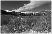 Willows near beaver pond in winter. Rocky Mountain National Park ( black and white)