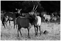 Elks. Rocky Mountain National Park, Colorado, USA. (black and white)