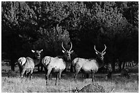 Group of Elk. Rocky Mountain National Park, Colorado, USA. (black and white)