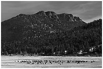 Elk Herd and  Gianttrack Mountain, late winter. Rocky Mountain National Park, Colorado, USA. (black and white)