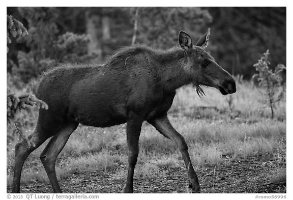 Cow moose, Kawuneeche Valley. Rocky Mountain National Park (black and white)