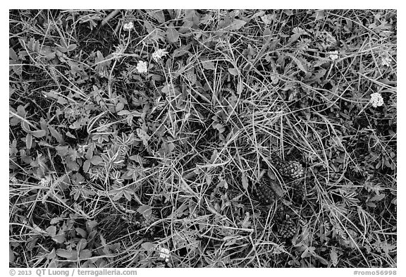 Close-up of grasses, wildflowers, fallen pine cones. Rocky Mountain National Park (black and white)