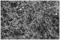 Close-up of grasses, wildflowers, fallen pine cones. Rocky Mountain National Park, Colorado, USA. (black and white)
