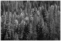 Evergreens and aspen in Kawuneeche Valley. Rocky Mountain National Park ( black and white)