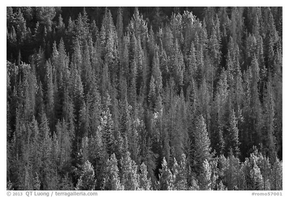 Slope with dark evergreen trees and light aspen trees. Rocky Mountain National Park (black and white)