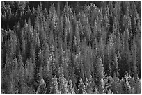 Slope with dark evergreen trees and light aspen trees. Rocky Mountain National Park ( black and white)