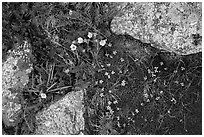 Alpine flowers and lichen-covered granite rocks. Rocky Mountain National Park, Colorado, USA. (black and white)