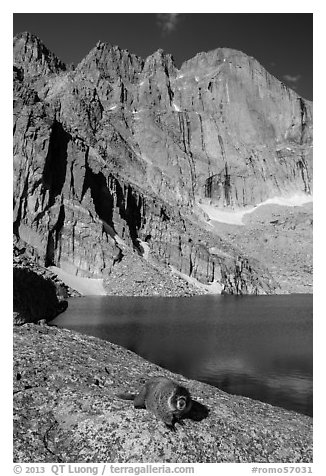 Marmot on shore of Chasm Lake below Longs peak. Rocky Mountain National Park (black and white)