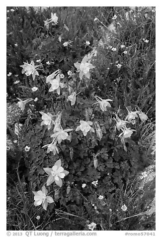 Close-up of Columbine. Rocky Mountain National Park (black and white)