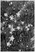 Close-up of Columbine. Rocky Mountain National Park ( black and white)