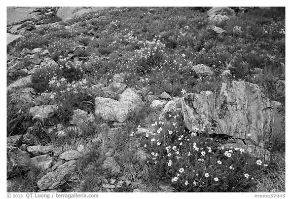 Wildflowers and boulders. Rocky Mountain National Park, Colorado, USA.