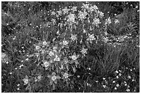 Columbine flowers. Rocky Mountain National Park, Colorado, USA. (black and white)