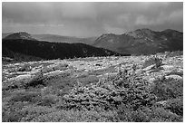 Bands of krummholz. Rocky Mountain National Park ( black and white)