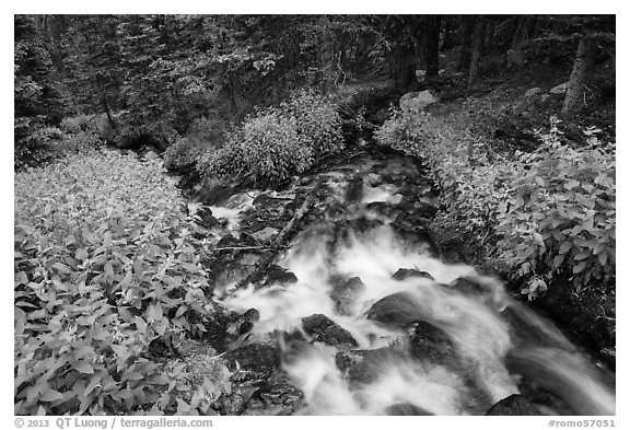 Stream cascading in forest. Rocky Mountain National Park, Colorado, USA.