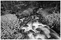 Stream cascading in forest. Rocky Mountain National Park, Colorado, USA. (black and white)