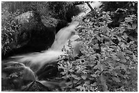 Wildflowers and cascading stream. Rocky Mountain National Park ( black and white)
