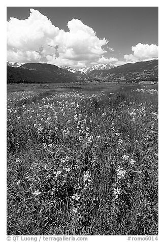 Meadow with wildflower carpet near Horseshoe Park. Rocky Mountain National Park (black and white)