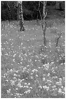 Wildflowers and trees in forest. Rocky Mountain National Park, Colorado, USA. (black and white)