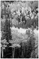 Aspens in various shades of fall colors. Rocky Mountain National Park, Colorado, USA. (black and white)