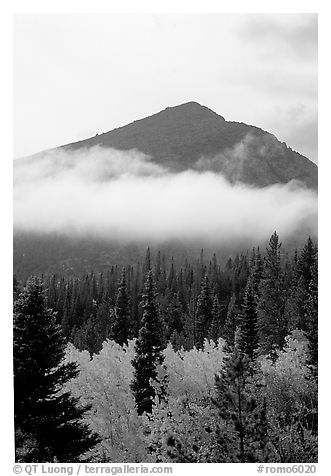 Trees, Fog, and Peak, Glacier Basin. Rocky Mountain National Park (black and white)