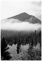 Trees, Fog, and Peak, Glacier Basin. Rocky Mountain National Park ( black and white)