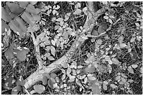 Close-up of ground with leaves in autumn. Rocky Mountain National Park ( black and white)