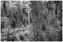Forest in autumn, Wild Basin. Rocky Mountain National Park ( black and white)
