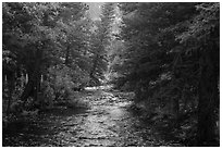North St Vrain Creek flowing in dense forest, Wild Basin. Rocky Mountain National Park ( black and white)