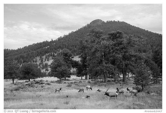 Elk herd and hill in autumn. Rocky Mountain National Park (black and white)