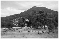 Elk herd and hill in autumn. Rocky Mountain National Park ( black and white)
