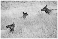 Elk cows in autum grasses. Rocky Mountain National Park ( black and white)