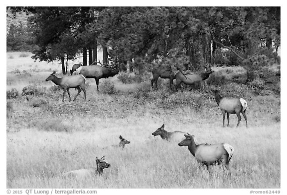 Elk herd and trees. Rocky Mountain National Park (black and white)
