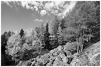 Brightly colored aspens and boulders in autumn. Rocky Mountain National Park ( black and white)