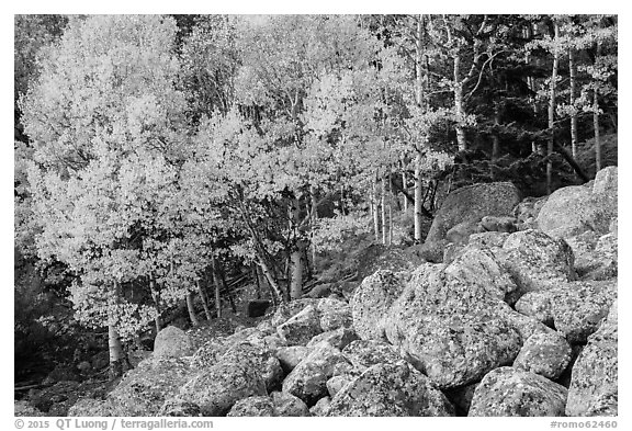 Aspens and boulders in autumn. Rocky Mountain National Park (black and white)