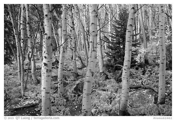Mixed forest with aspen in autumn. Rocky Mountain National Park (black and white)