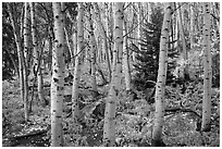 Mixed forest with aspen in autumn. Rocky Mountain National Park ( black and white)