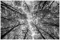 Looking up aspen grove in autumn. Rocky Mountain National Park ( black and white)
