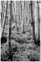 Aspen grove and ferns on forest floor in autumn. Rocky Mountain National Park ( black and white)