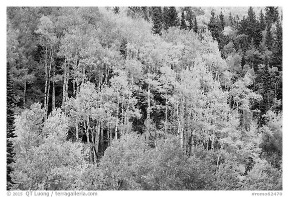 Aspen grove in autumn. Rocky Mountain National Park (black and white)